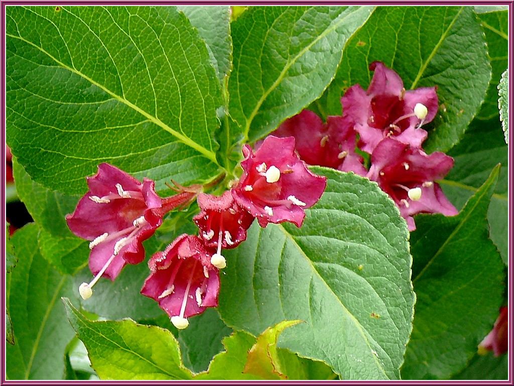 fleur-weigelia.jpg