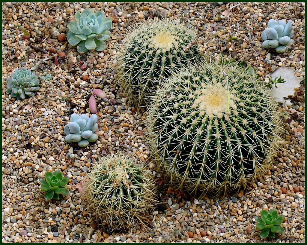 cactus-1