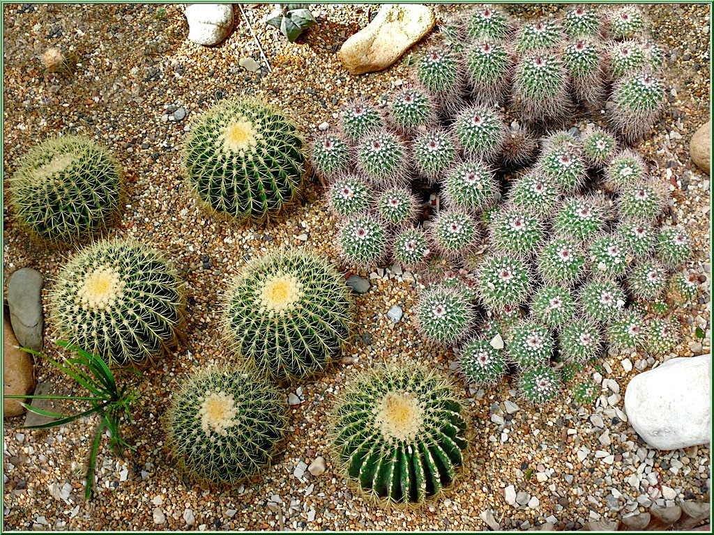 cactus-2