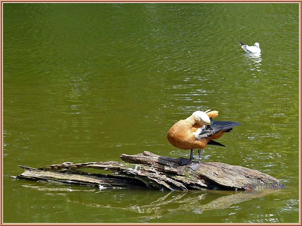canard-tadorne-casarca