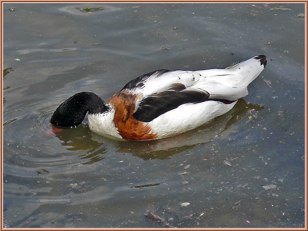 canard-tadorne-de-belon-1