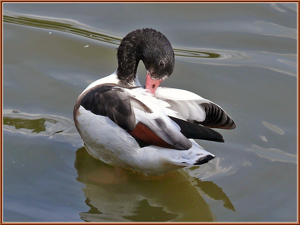 canard-tadorne-de-belon-2