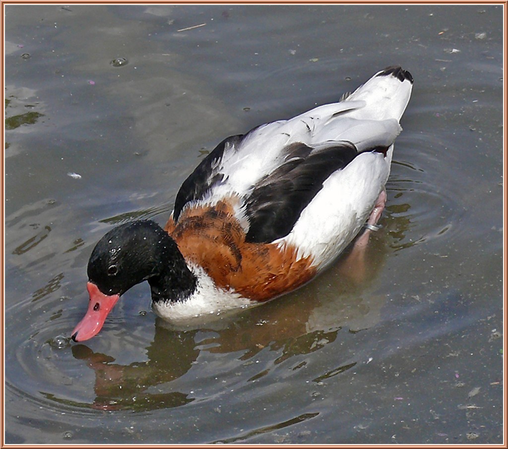 canard-tadorne-de-belon