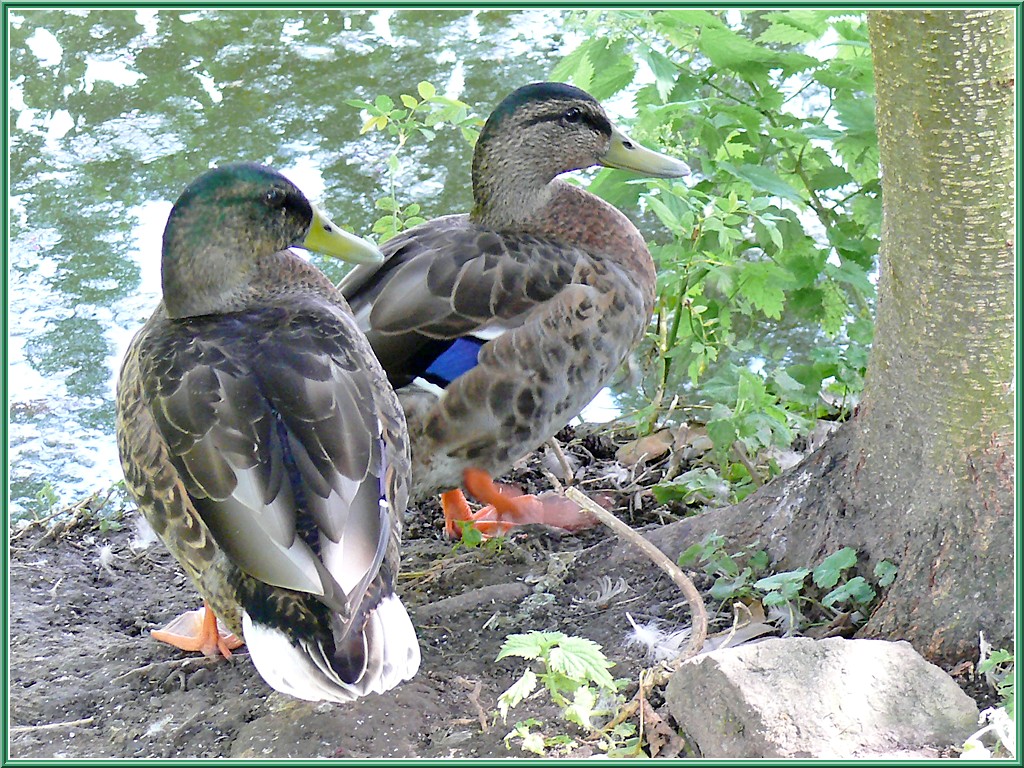 couple-de-canards-2
