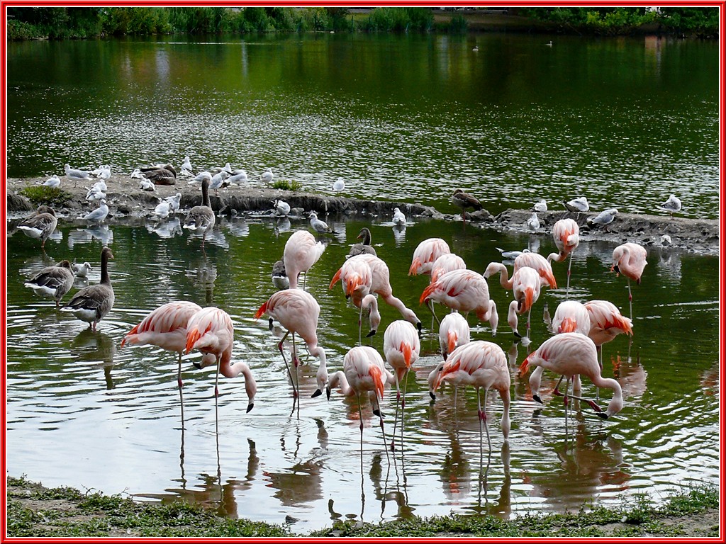 flamants-du-chili