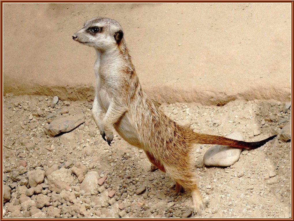 suricate dans l'oasis
