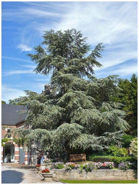 sapin-banc sapin-banc