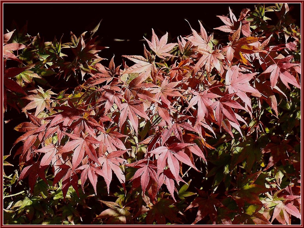 feuilles d'érable japonais