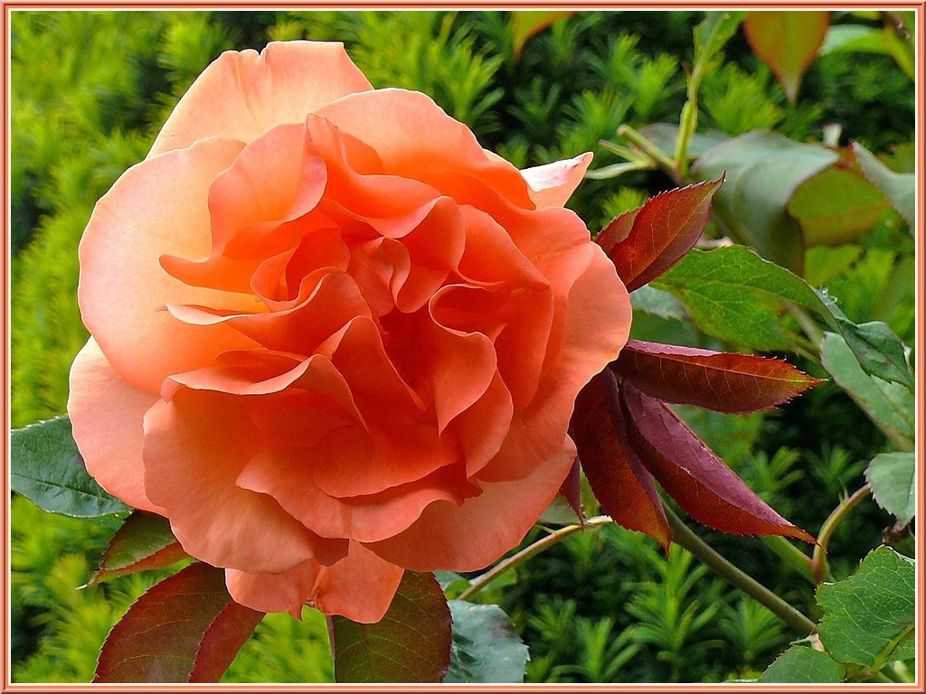 rose de rosier grimpant