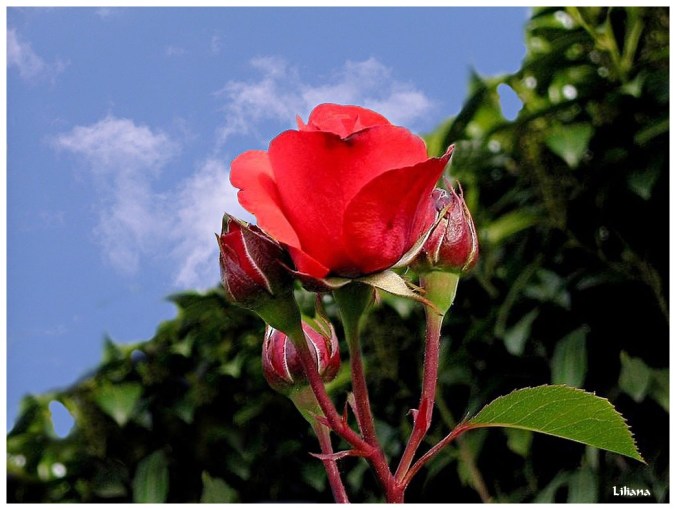 Rose celebre-Liliana