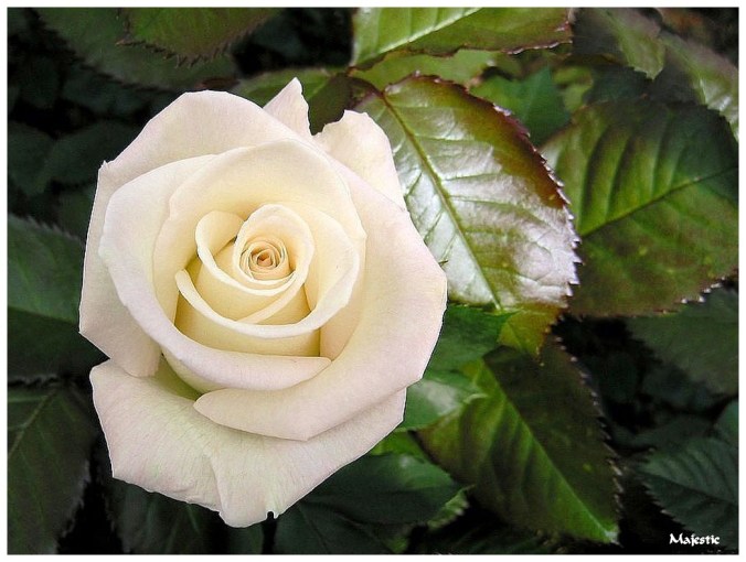 Rose celebre-Majestic