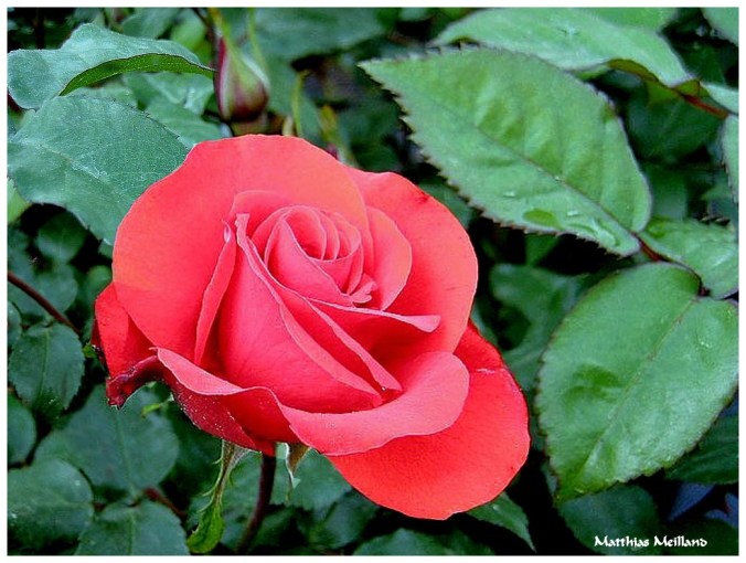 Rose celebre-Matthias Meilland