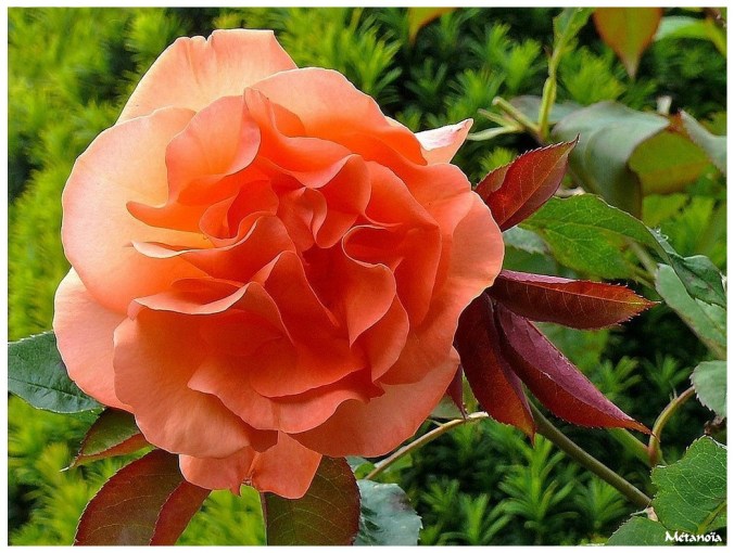 Rose celebre-Métanoïa