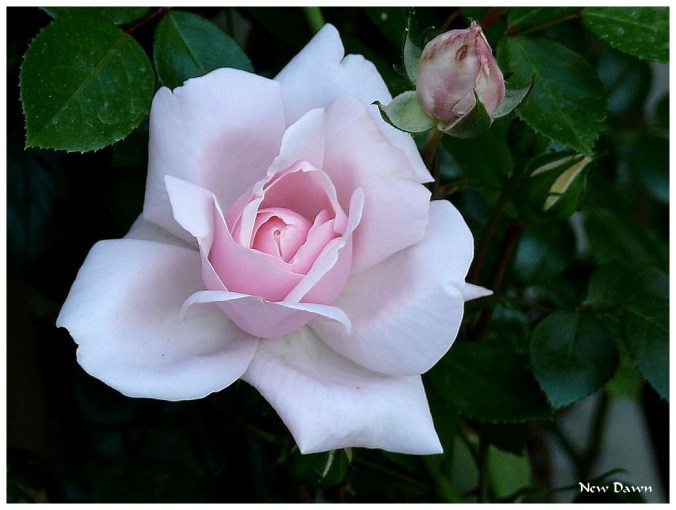 Rose celebre-New Dawn