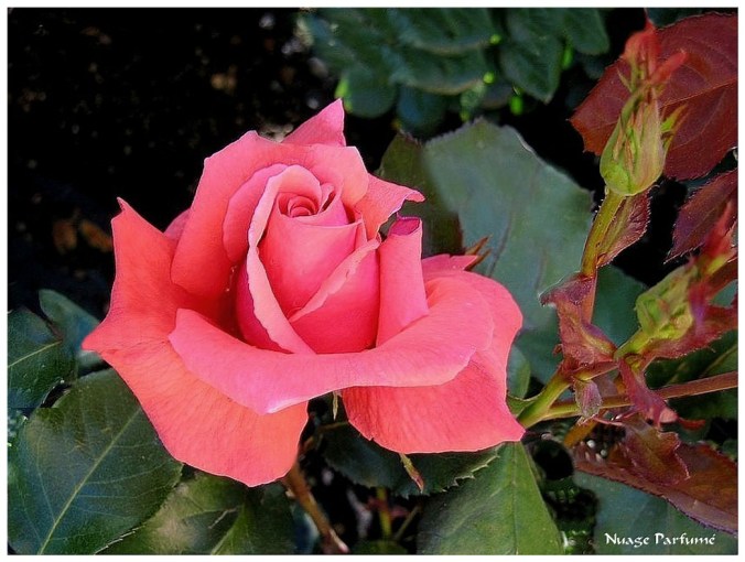 Rose celebre-Nuage parfumé