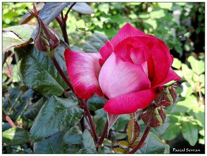 Rose celebre-Pascal Sevran