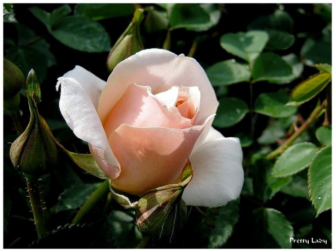 Rose celebre-Pretty Lady