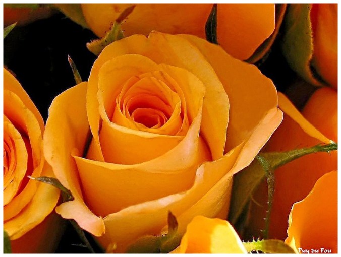 Rose celebre-Puy du Fou