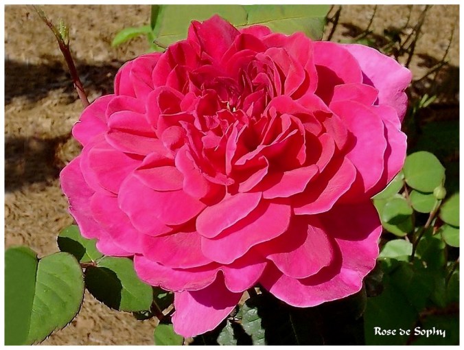 Rose celebre-Rose de Sophy