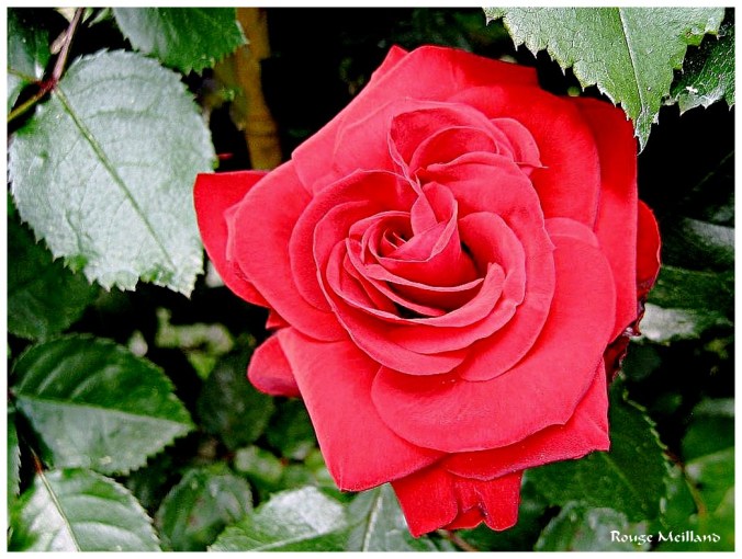 Rose celebre-Rouge Meilland