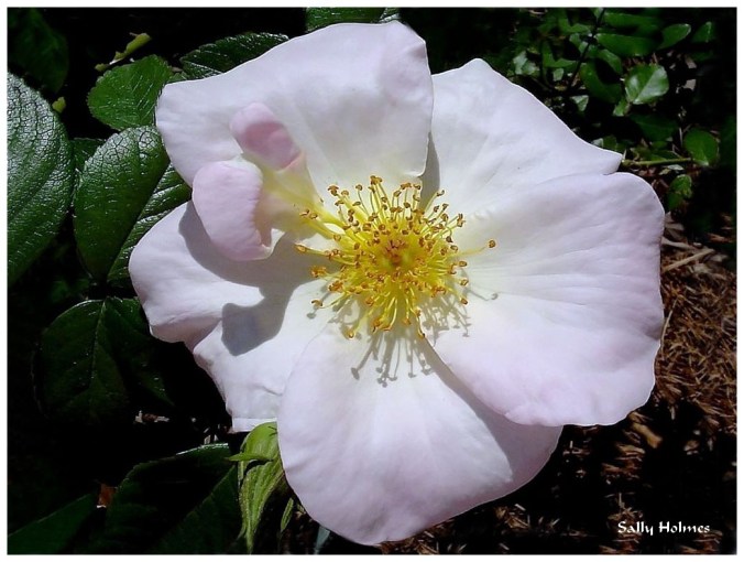 Rose celebre-Sally Holmes