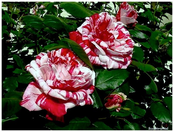 Rose celebre-Scentimental