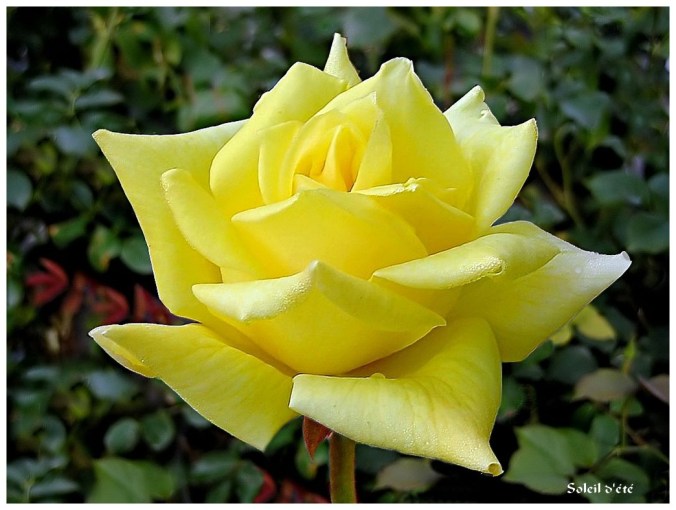 Rose celebre-Soleil d'été