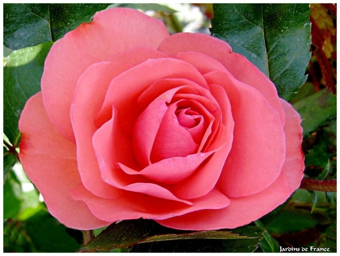 Roses celebres-Jardins de France