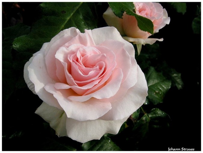 Roses celebres-Johann Strauss