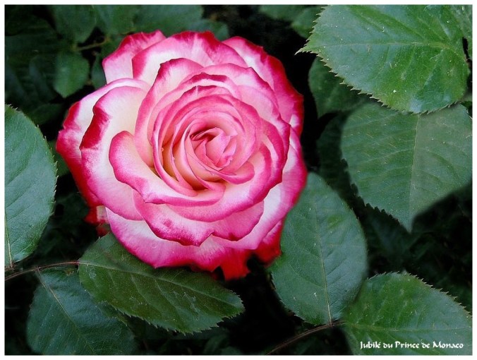 Roses celebres-Jubilé du Prince de Monaco