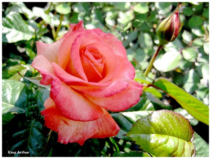 Roses celebres-King Arthur