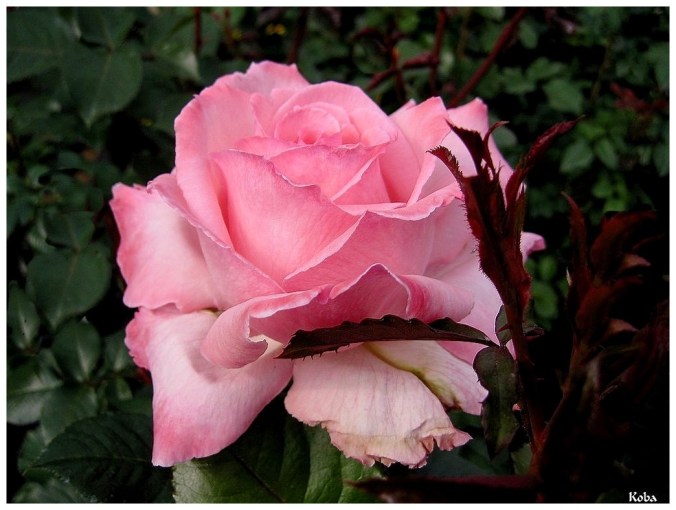 Roses celebres-Koba-