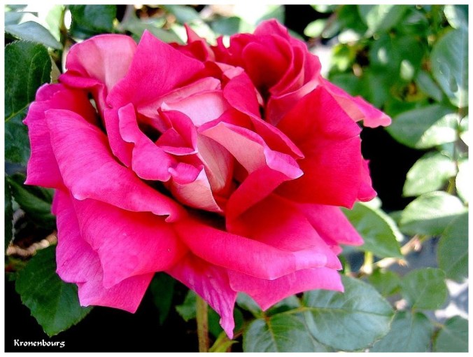 Roses celebres-Kronenbourg