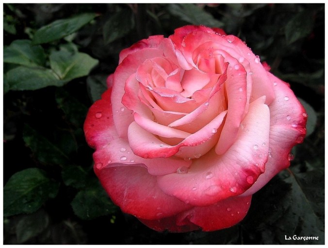 Roses celebres-La Garçonne