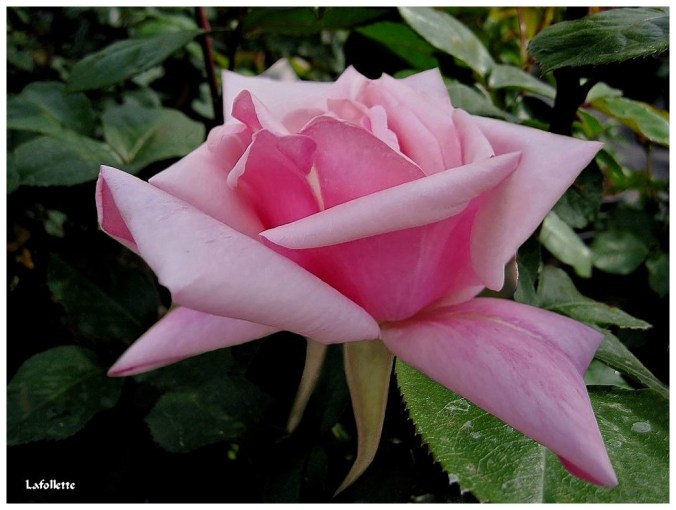 Roses celebres-Lafollette-