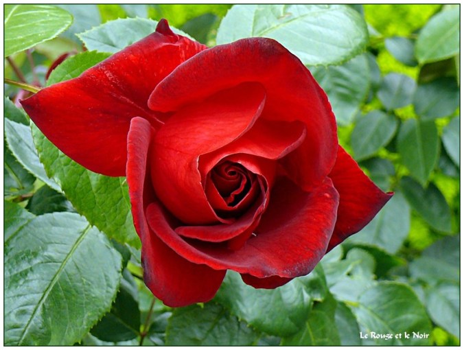 Roses célèbres- Le Rouge et le Noir