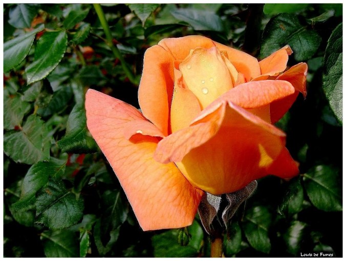 Roses celebres-Louis de Funes