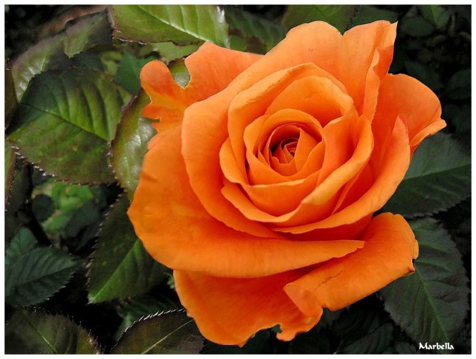 Roses celebres-Marbella