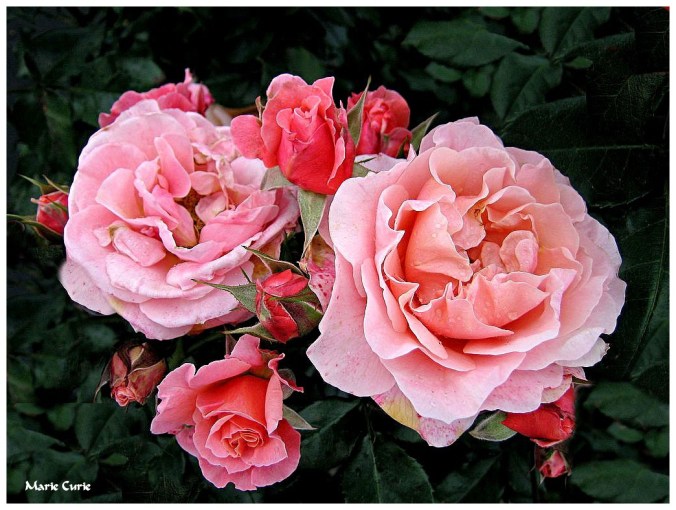 Roses celebres-Marie Curie