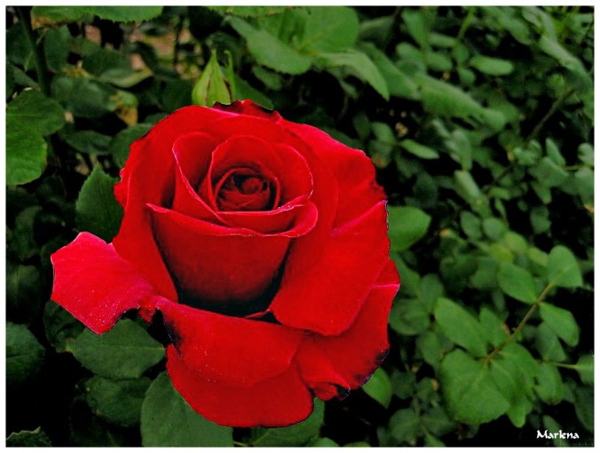 Roses celebres-Marlena