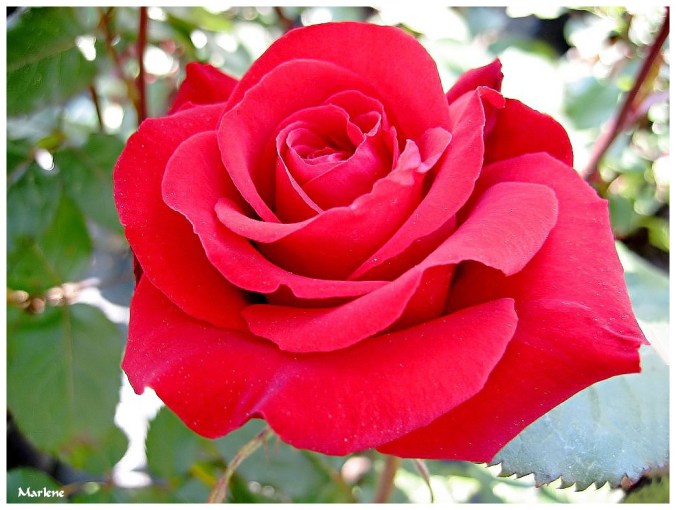 Roses celebres-Marlene