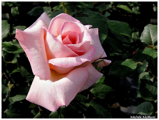 Roses celebres-Michele Meilland