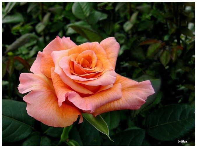 Roses celebres-Milva