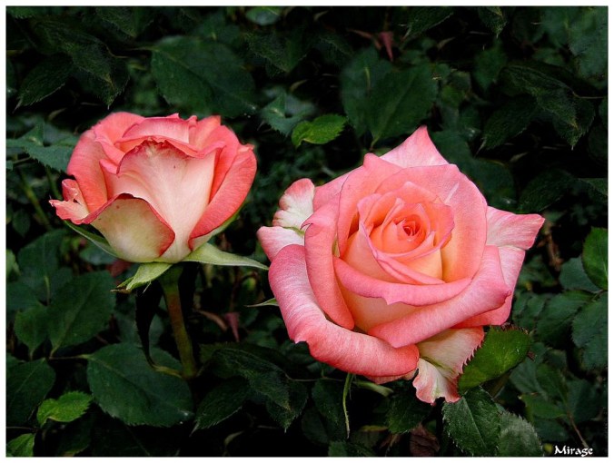 Roses celebres-Mirage