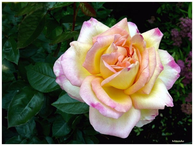 Roses celebres-Mitsouko