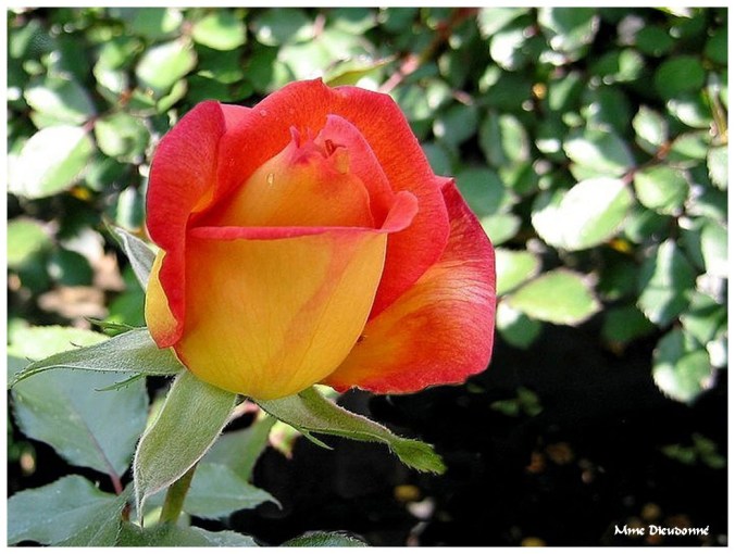 Roses celebres-Mme Dieudonné