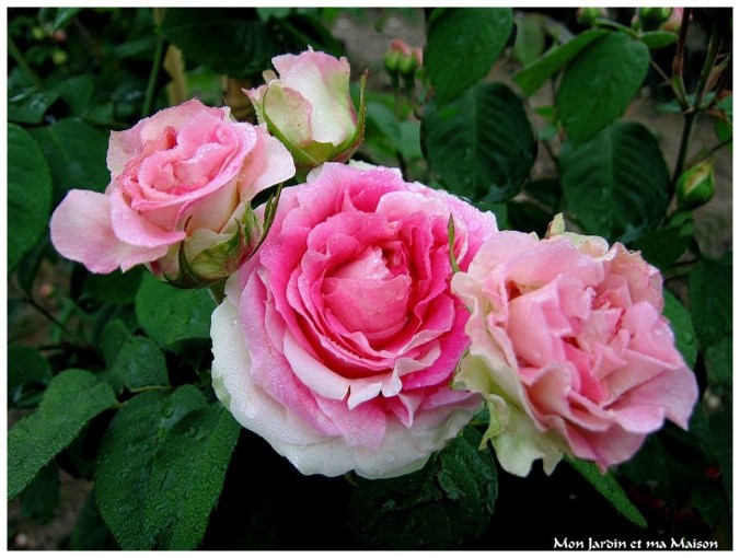 Roses celebres-Mon Jardin et ma Maison