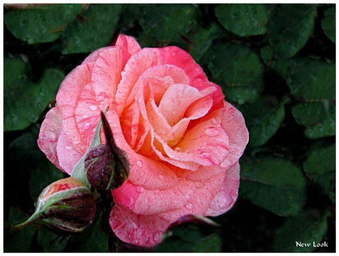 Roses celebres-New Look