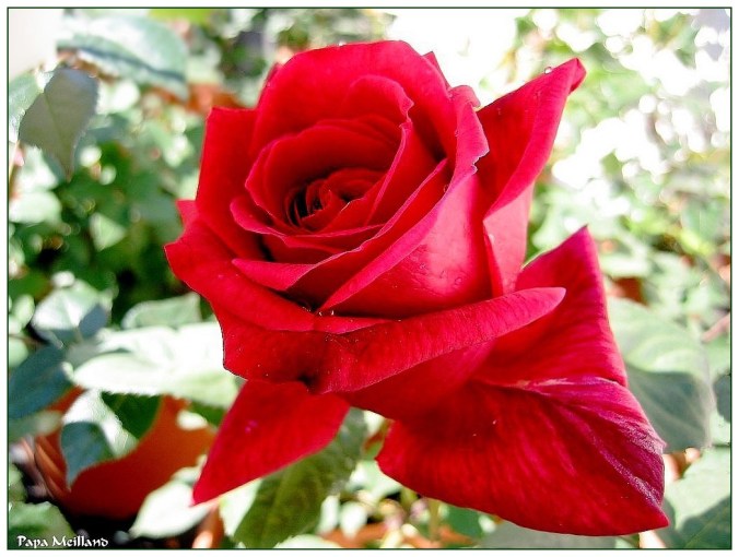 Roses celebres-Papa Meilland-2