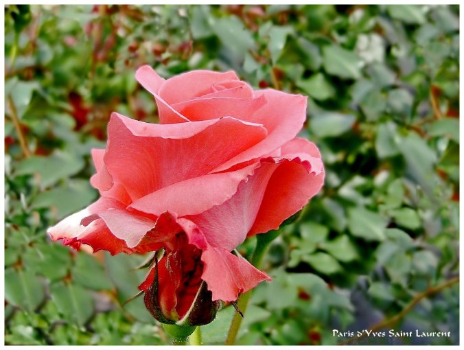 Roses celebres-Paris d'Yves Saint Laurent
